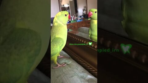 123 peekaboo 😂 #peekaboo #peekabooo #funnypet #funnybird #funnyparrot #cutepet #talkingparrot