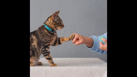 Basic Tips and Tricks to Train your cats