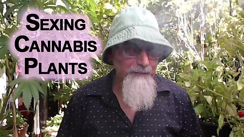 How To Tell if a Cannabis Plant Is Male or Female: Sexing Cannabis Plants, Gardening