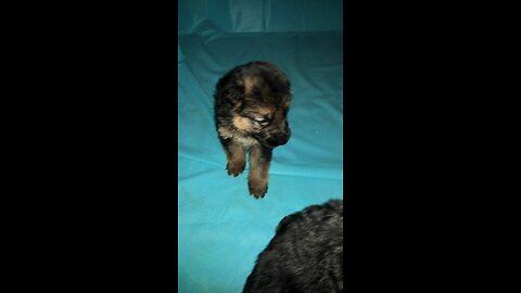 German Shepherd PUPPIES a few weeks old DAM CUTE!! Jule and Romes puppies