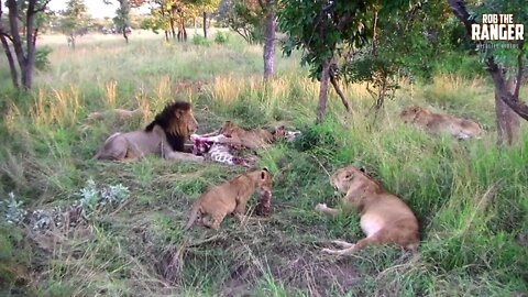 Lion Pride With A Giraffe Snack | Archive Footage