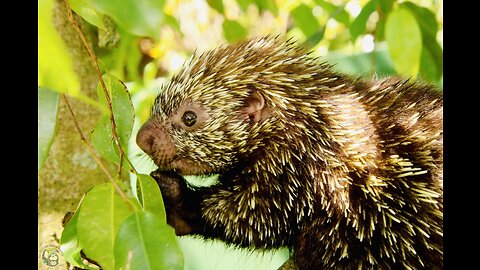 5 Fun Facts About The Mexican Hairy Dwarf Porcupine