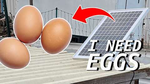 Use Solar Power to Get More Eggs