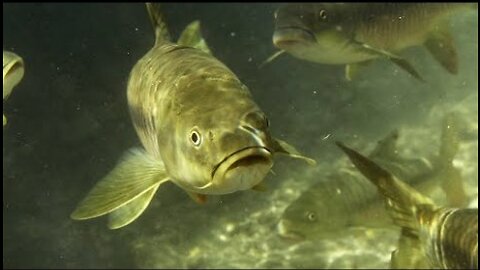 The Largest Carp in the World - Ganges