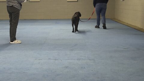 Queen Sophia Kay of the South AKC puppy graduation test 🐶 🐾 👩‍🎓