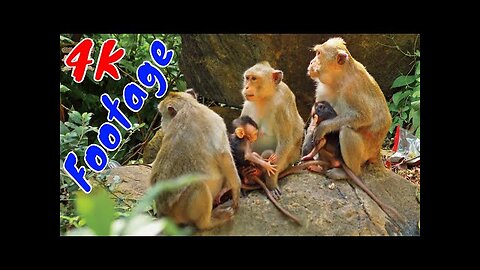 4K Quality Animal Footage - Monkeys Beautiful Scenes Episode 2 | Viral Monkey