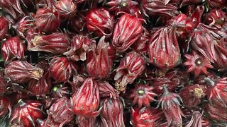 Roselle Hibiscus Harvest - Growing in the Garden