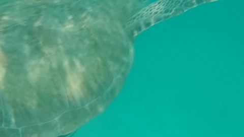 SEA TURTLE CLOSE ENCOUNTER!