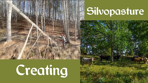 Creating Silvopasture