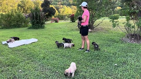 Bullmastiff puppies visiting Granny's house 8-6-23 Finny litter #BullmastiffPuppies #AdorablePuppy