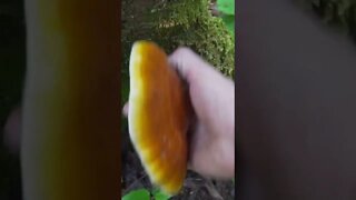 Foraging this Shiny Mushroom in the woods. Bushcraft / Survival Skills