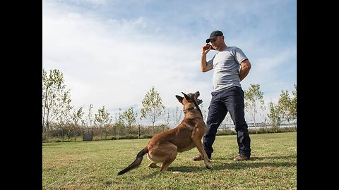 Dog training step by step