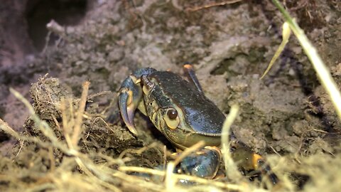 How to catch crabs