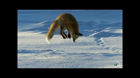 Fox Dives Headfirst Into Snow | North America