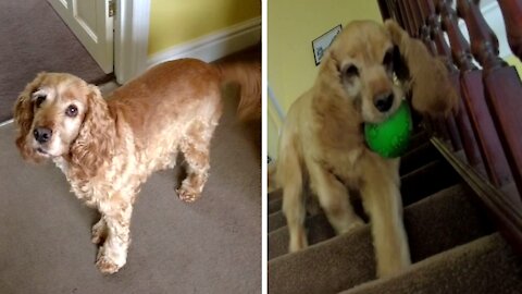 Honey the cocker spaniel finds her ball upstairs