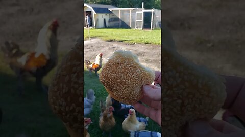 Smashed Buns Go To The Chickens #chickens #raisingchickens #chickenshorts