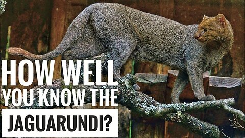 Jaguarundi || Description, Characteristics and Facts!