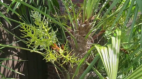 Female Trachycarpus with a seeds developing. First time it e