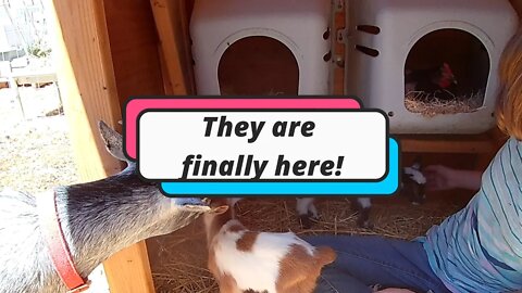 They are finally here! Camping, Baby Goats & Baby Chickens