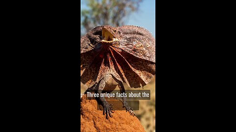 Fascinating Frill-Necked Lizard: Defenses & Climbing!