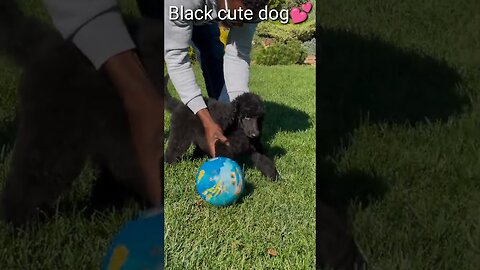 Black cute dogs 🐶 | Cute baby dogs are paying football training funny videos #shorts