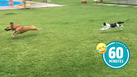 Hilarious Cat CHASES Dog || FUNNIEST Animals and Pets