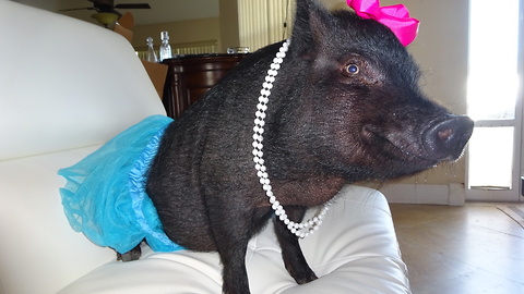 Blue The Thera-Pig Helps Sick And Elderly: CUTE AS FLUFF