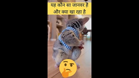 यह कौन सा जानवर है और क्या खा रहा है😱What animal is this and what is it eating👈