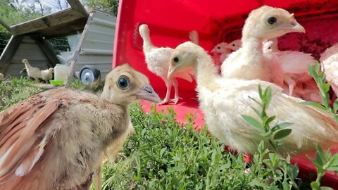 Baby Peacock makes some New Friends