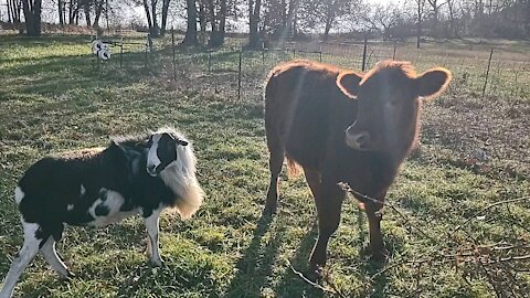 Cow in the leech field