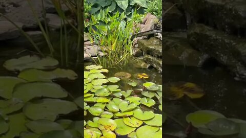 15 Seconds of Relaxation | Koi Pond |Waterfall | #Shorts #SpanishGuitar #Meditation