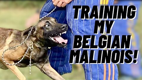 Training My MALINOIS For Competitive Obedience & BITEWORK! French Ring Sport!