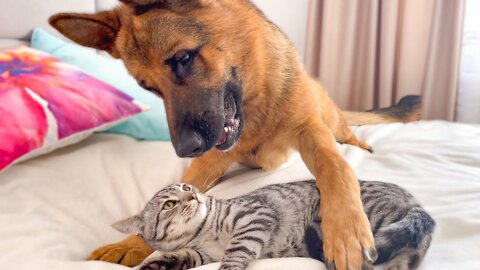 What does a German Shepherd do when a Cat ignores him