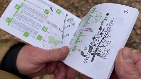 Make Winter Tree ID Easy!