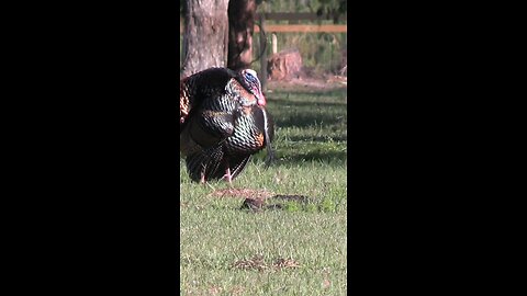 Turkey hunting