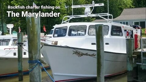 Charter Fishing for Rock Fish on the Marylander #rockfish #stripedbass #fishingonthemarylander