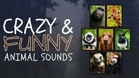 Learn about Adorable Animals _ Cat, dog, duck, otter, cow, squirrel, otter - Animal Sounds