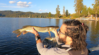 North Idaho: Northern Pike, Smallmouth, Largemouth, Pikeminnow and Perch