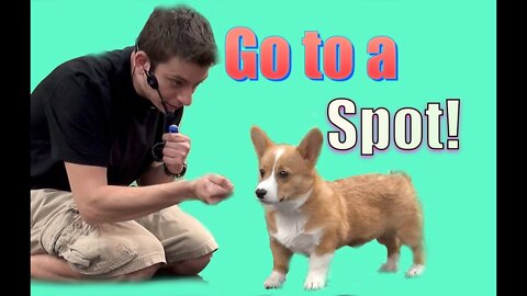 How To Teach Your Dog to Go to a Spot (Go to your mark)