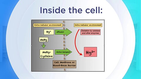 Mercury 101: Inside the Cell, Retention Toxicity, Overall Health, and Array of Symptoms