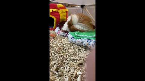 Guinea pig Fergus sneezing