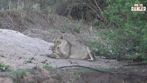 Daughters Of The Mapogo Lions - Rebuilding The Othawa Pride - 143: Cubs!!!!