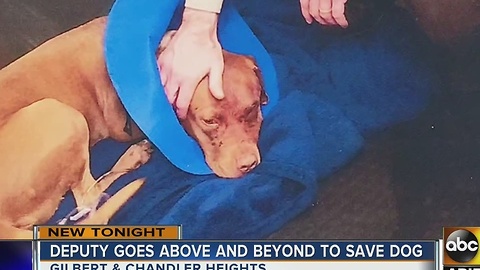 Maricopa County deputy goes above and beyond to save dog shot in head