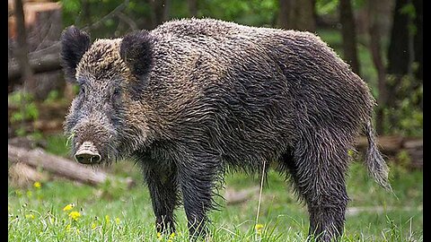 Radioactive Boars Threaten Europe