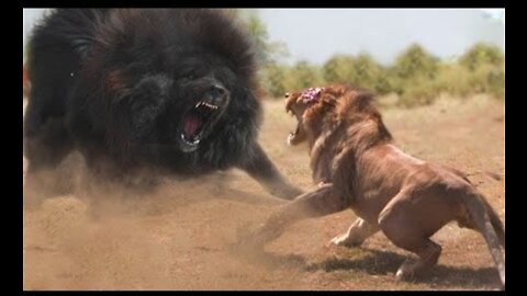 scary beast lion fight