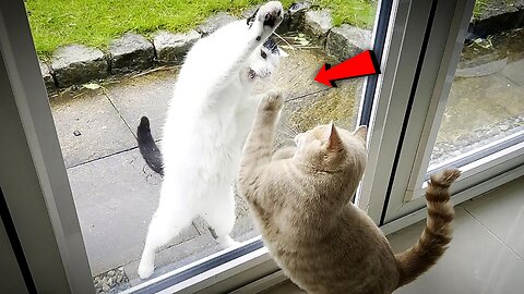 Neighbour's Cat Vs My Kitten