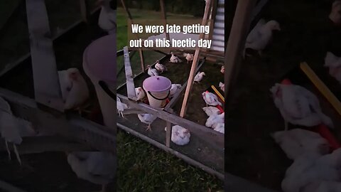 late chicken chores #video #chicken #homestead #farmlife #farm #shorts #meaties #homesteadlife