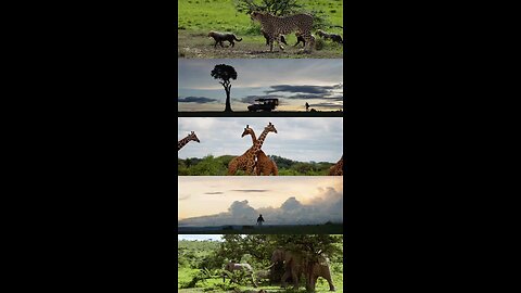 amazon animals