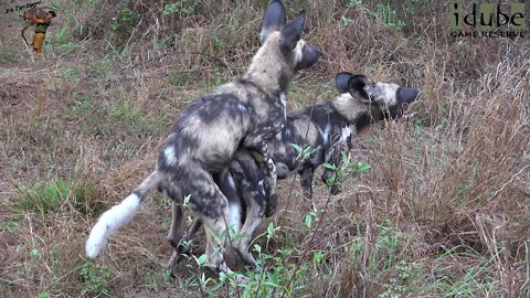 African Wild Dog Pups Eat And Play