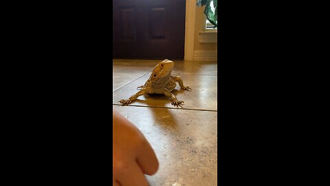 Arlo the Bearded Dragon